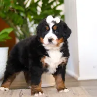Millie, a female Bernese Mountain Dog for sale in Millersburg, OH – Photo 4 of 9