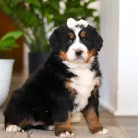 Millie, a female Bernese Mountain Dog for sale in Millersburg, OH – Photo 3 of 9