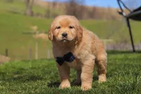 Ross, a male Golden Retriever for sale in Millersburg, OH – Photo 5 of 5