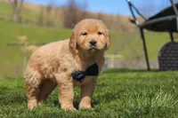 Ross, a male Golden Retriever for sale in Millersburg, OH – Photo 2 of 5