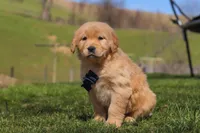 Ross, a male Golden Retriever for sale in Millersburg, OH – Photo 4 of 5