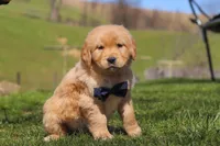 Ross, a male Golden Retriever for sale in Millersburg, OH – Photo 3 of 5