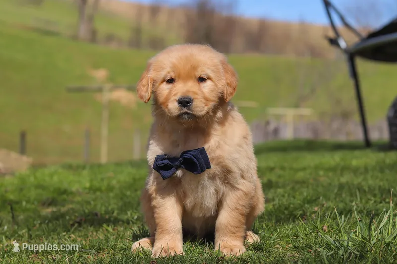 Ross – Golden Retriever puppy for sale in Millersburg, OH