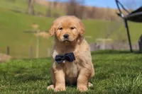 Ross, a male Golden Retriever for sale in Millersburg, OH – Photo 1 of 5