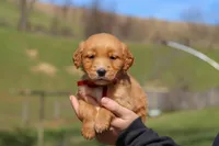Rory, a male Golden Retriever for sale in Millersburg, OH – Photo 3 of 10