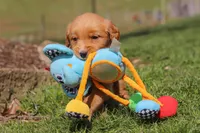 Rory, a male Golden Retriever for sale in Millersburg, OH – Photo 4 of 10