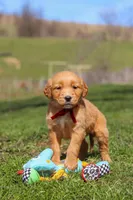 Rory, a male Golden Retriever for sale in Millersburg, OH – Photo 10 of 10