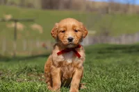 Rory, a male Golden Retriever for sale in Millersburg, OH – Photo 6 of 10