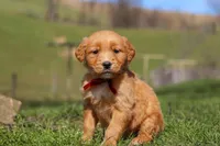 Rory, a male Golden Retriever for sale in Millersburg, OH – Photo 5 of 10