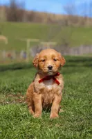 Rory, a male Golden Retriever for sale in Millersburg, OH – Photo 7 of 10