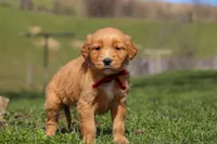 Rory, a male Golden Retriever for sale in Millersburg, OH – Photo 9 of 10