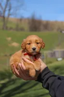 Rory, a male Golden Retriever for sale in Millersburg, OH – Photo 2 of 10