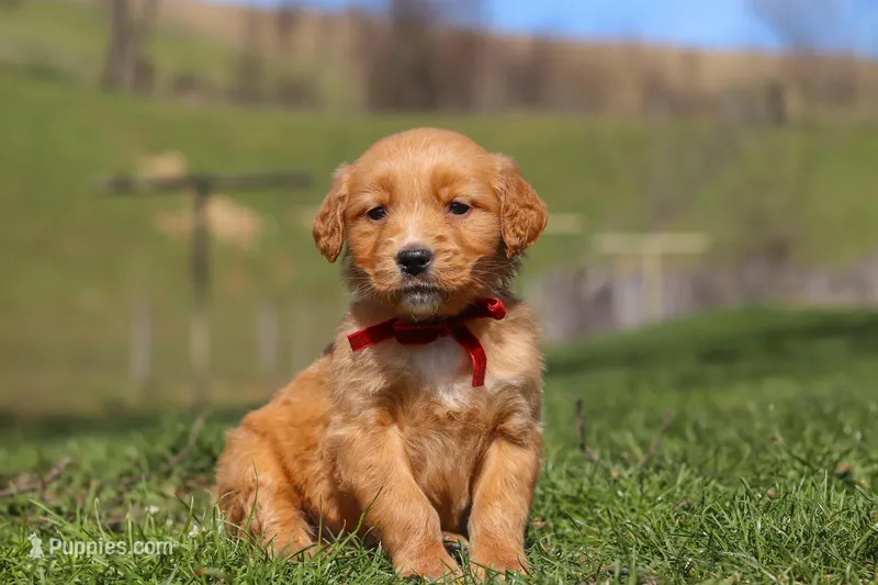 Rory – Golden Retriever puppy for sale in Millersburg, OH