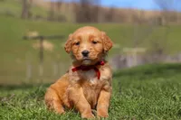 Rory, a male Golden Retriever for sale in Millersburg, OH – Photo 1 of 10