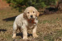 Rocky, a male Golden Retriever for sale in Millersburg, OH – Photo 5 of 6