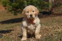 Rocky, a male Golden Retriever for sale in Millersburg, OH – Photo 3 of 6