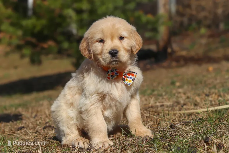 Rocky – Golden Retriever puppy for sale in Millersburg, OH