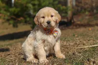 Rocky, a male Golden Retriever for sale in Millersburg, OH – Photo 1 of 6