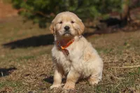 Rocky, a male Golden Retriever for sale in Millersburg, OH – Photo 4 of 6