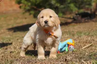 Rocky, a male Golden Retriever for sale in Millersburg, OH – Photo 2 of 6
