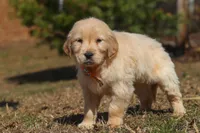 Rocky, a male Golden Retriever for sale in Millersburg, OH – Photo 6 of 6