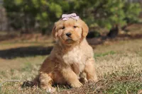 Reba, a female Golden Retriever for sale in Millersburg, OH – Photo 1 of 6