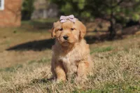 Reba, a female Golden Retriever for sale in Millersburg, OH – Photo 3 of 6