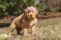 Reba, a female Golden Retriever for sale in Millersburg, OH – Photo 6 of 6