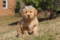 Reba, a female Golden Retriever for sale in Millersburg, OH – Photo 4 of 6