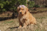Reba, a female Golden Retriever for sale in Millersburg, OH – Photo 2 of 6