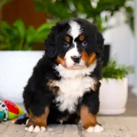 Jay, a male Bernese Mountain Dog for sale in Millersburg, OH – Photo 2 of 8
