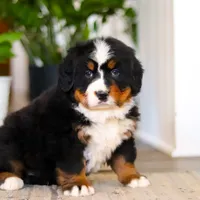 Jay, a male Bernese Mountain Dog for sale in Millersburg, OH – Photo 4 of 8