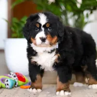 Jay, a male Bernese Mountain Dog for sale in Millersburg, OH – Photo 5 of 8