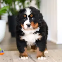 Jay, a male Bernese Mountain Dog for sale in Millersburg, OH – Photo 6 of 8
