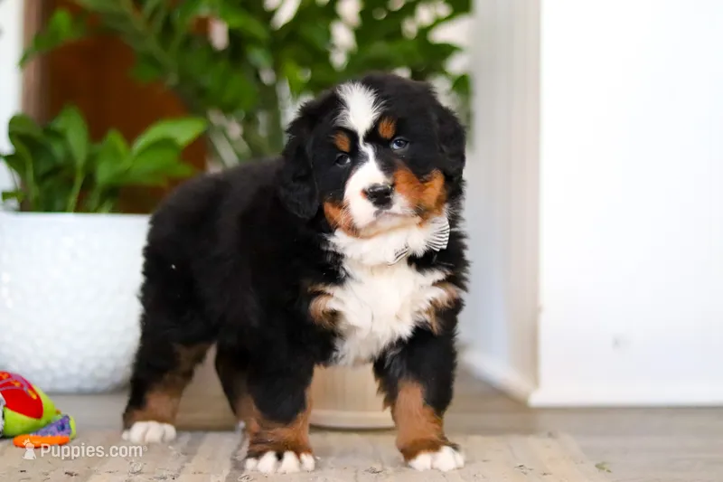 Jay – Bernese Mountain Dog puppy on hold in Millersburg, OH