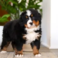 Jay, a male Bernese Mountain Dog for sale in Millersburg, OH – Photo 1 of 8