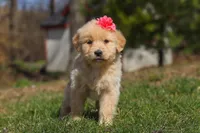 Ruthie, a female Golden Retriever for sale in Millersburg, OH – Photo 4 of 7