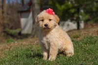 Ruthie, a female Golden Retriever for sale in Millersburg, OH – Photo 6 of 7