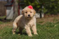 Ruthie, a female Golden Retriever for sale in Millersburg, OH – Photo 7 of 7