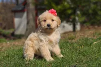 Ruthie, a female Golden Retriever for sale in Millersburg, OH – Photo 5 of 7