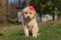 Ruthie, a female Golden Retriever for sale in Millersburg, OH – Photo 3 of 7