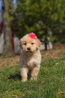 Ruthie, a female Golden Retriever for sale in Millersburg, OH – Photo 2 of 7