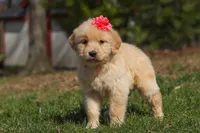 Ruthie, a female Golden Retriever for sale in Millersburg, OH – Photo 1 of 7