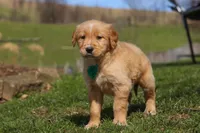 Ricky, a male Golden Retriever for sale in Millersburg, OH – Photo 5 of 6