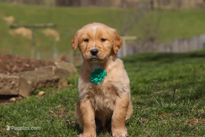 Ricky – Golden Retriever puppy for sale in Millersburg, OH