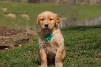 Ricky, a male Golden Retriever for sale in Millersburg, OH – Photo 1 of 6