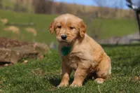 Ricky, a male Golden Retriever for sale in Millersburg, OH – Photo 4 of 6