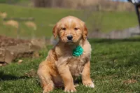 Ricky, a male Golden Retriever for sale in Millersburg, OH – Photo 3 of 6