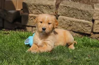Ricky, a male Golden Retriever for sale in Millersburg, OH – Photo 2 of 6
