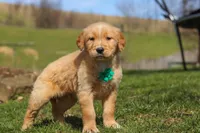 Ricky, a male Golden Retriever for sale in Millersburg, OH – Photo 6 of 6